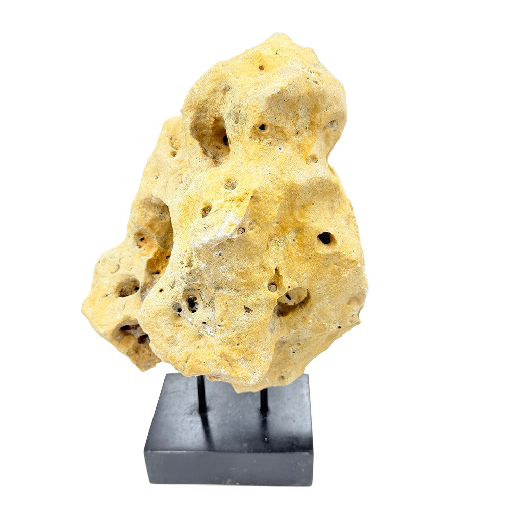 Indonesian Coral Stone On Teak Stand - Berbere Imports