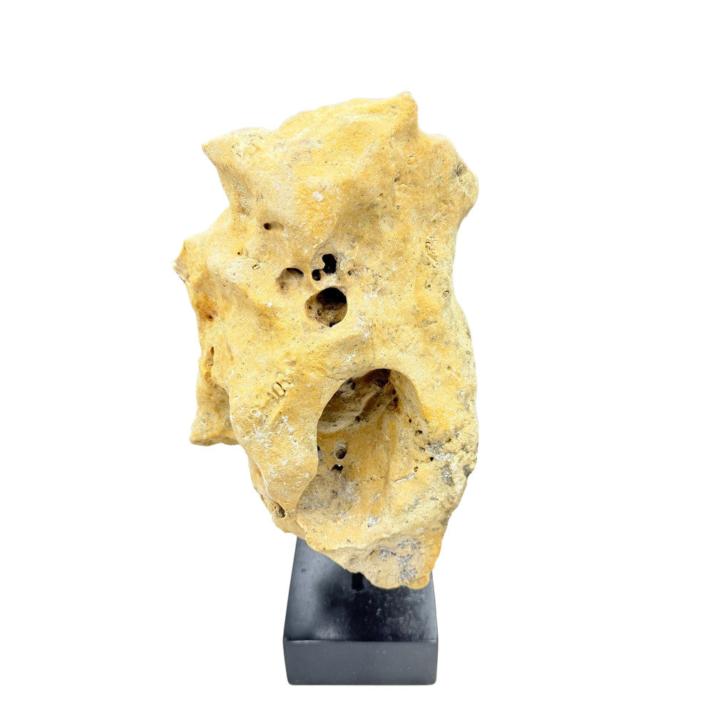 Indonesian Coral Stone On Teak Stand - Berbere Imports