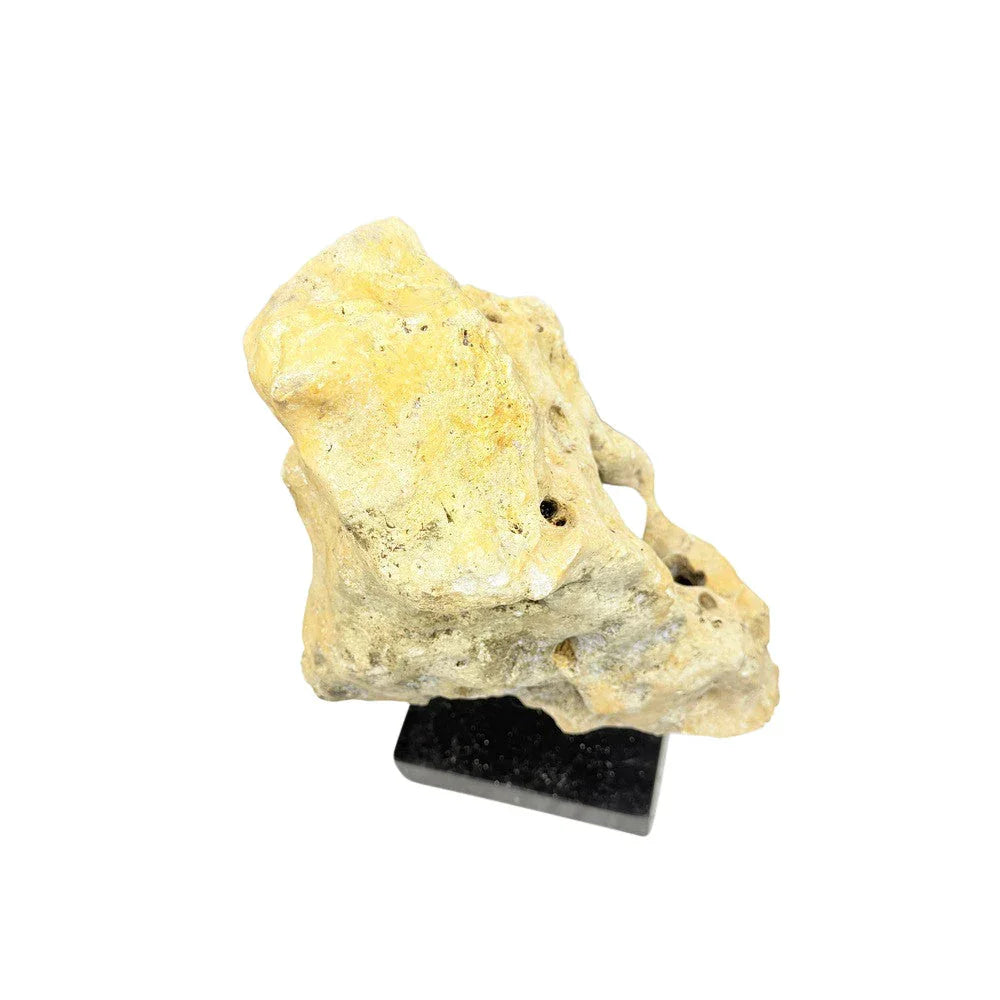 Indonesian Coral Stone On Teak Stand - Berbere Imports