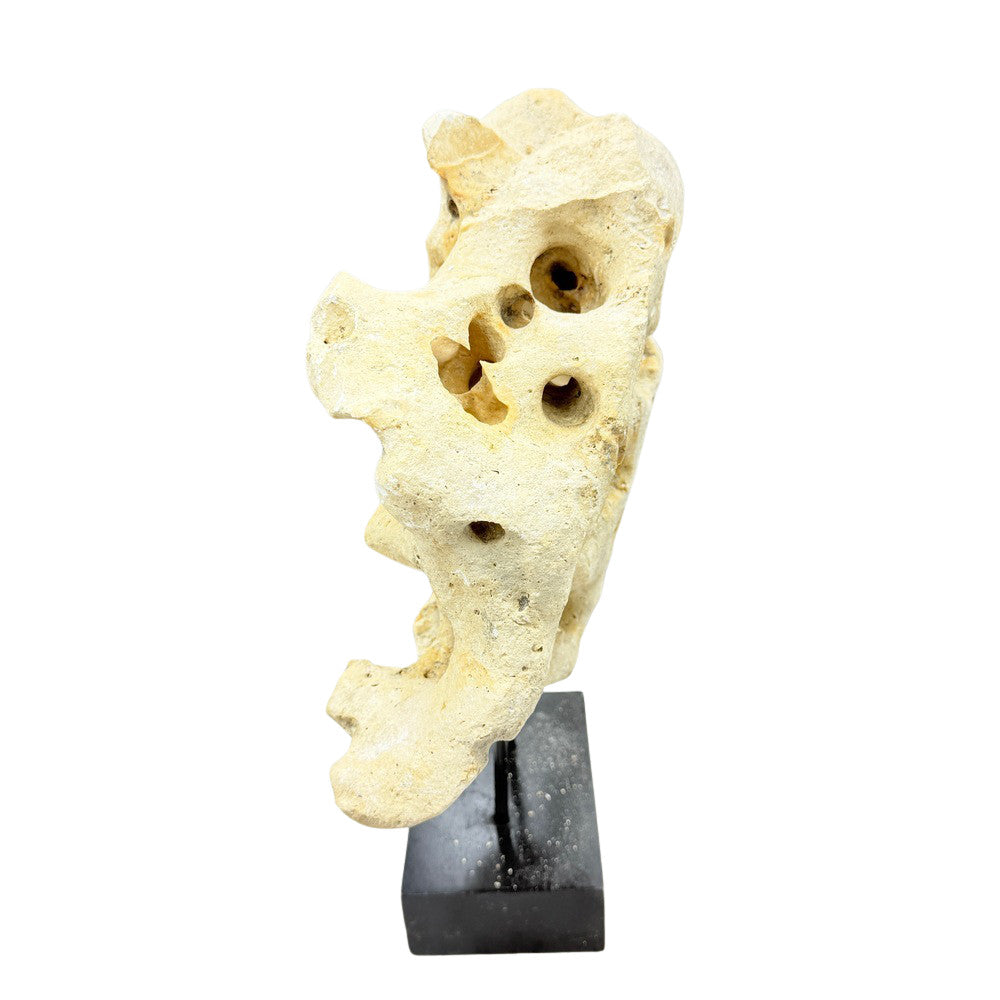 Indonesian Coral Stone On Teak Stand - Berbere Imports