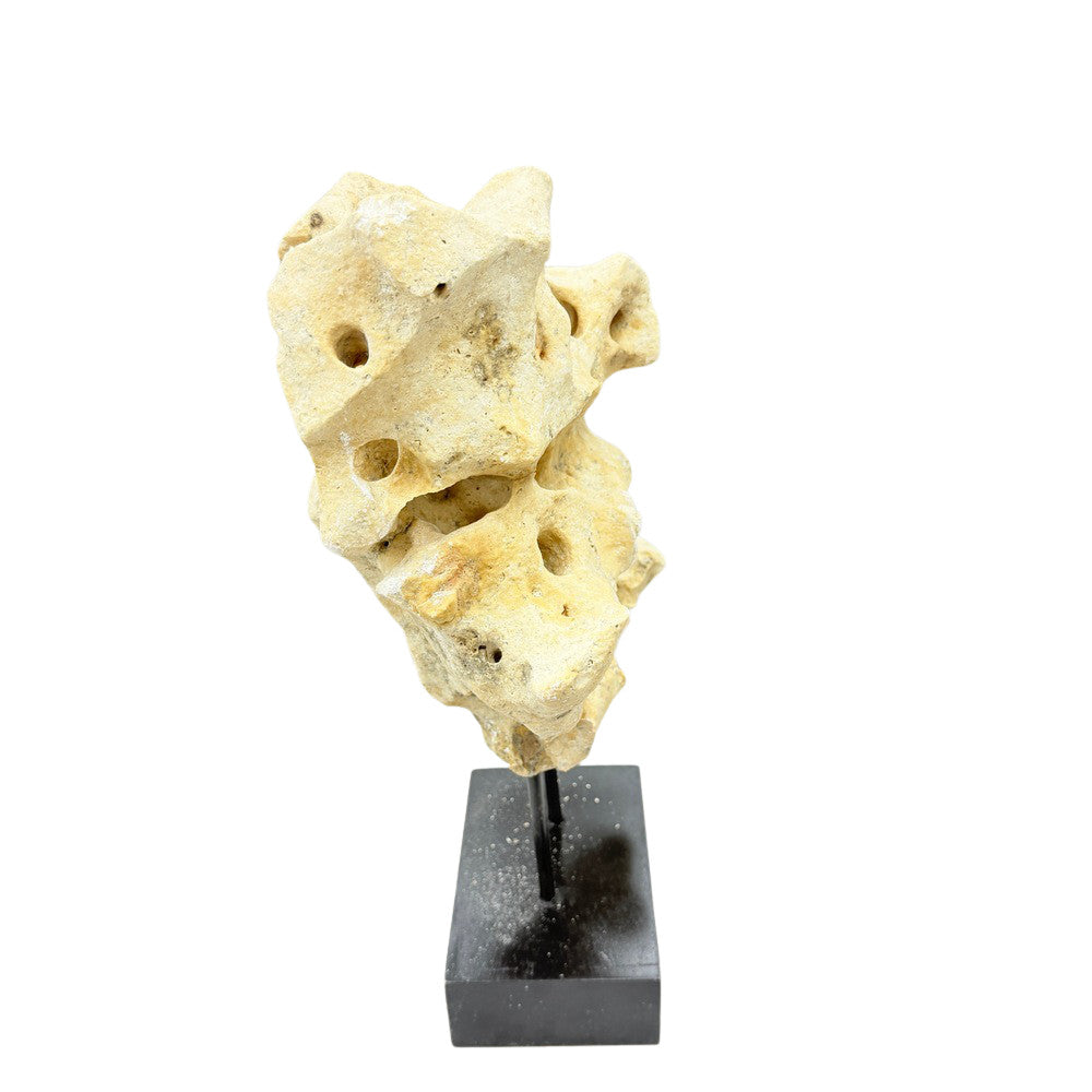 Indonesian Coral On Teak Stand - Berbere Imports