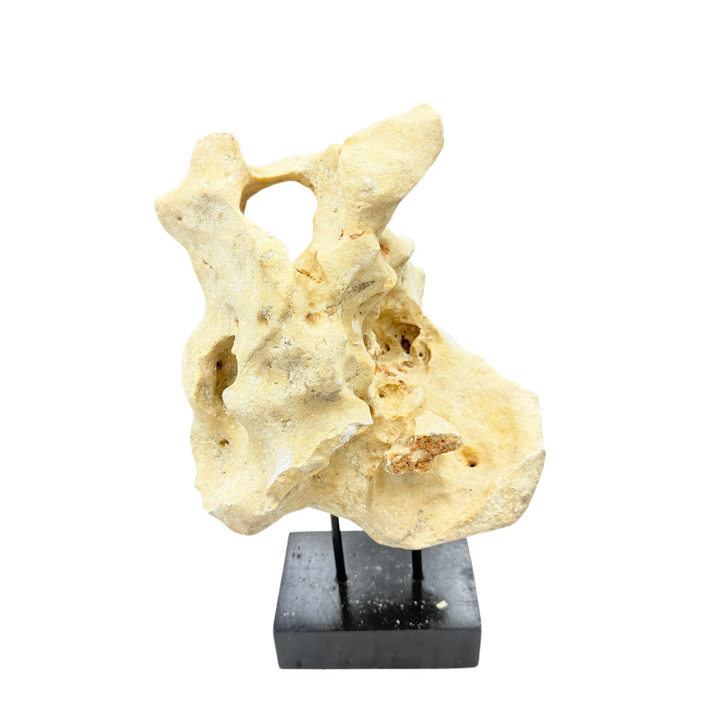 Indonesian Coral Stone On Teak Stand - Berbere Imports