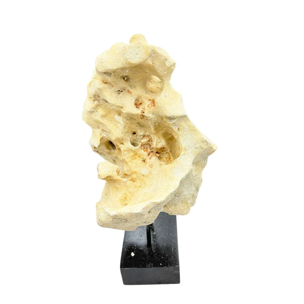 Indonesian Coral Stone On Teak Stand - Berbere Imports