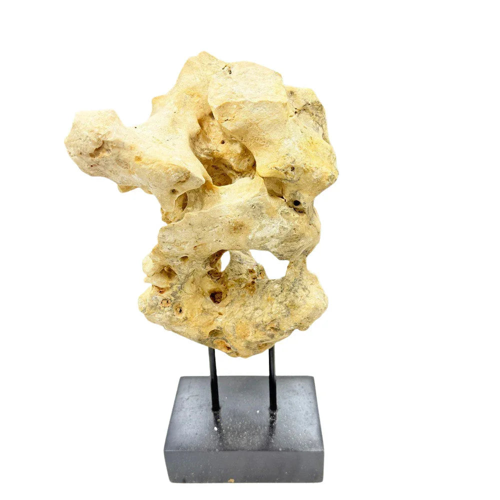 Indonesian Coral On Teak Stand - Berbere Imports