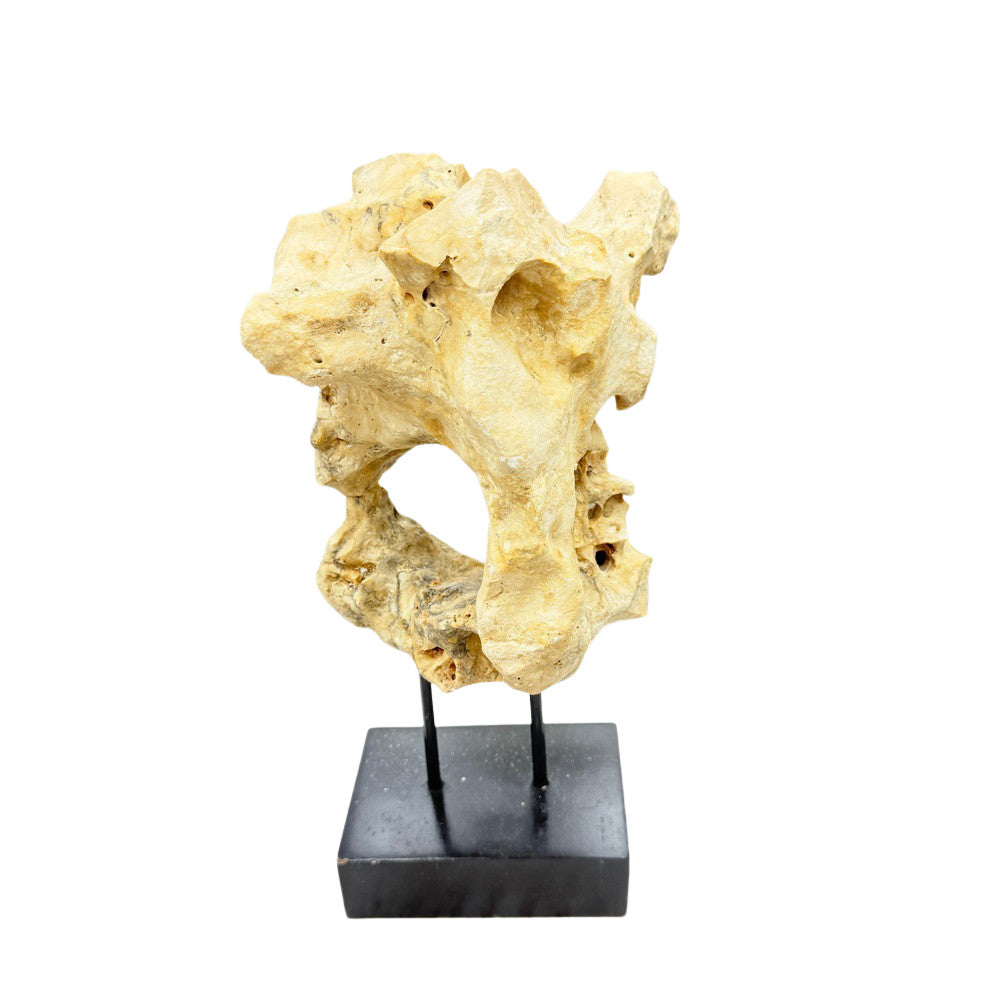 Indonesian Coral Stone On Teak Stand - Berbere Imports