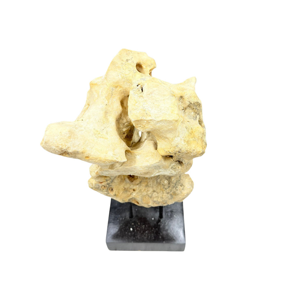 Indonesian Coral Stone On Teak Stand - Berbere Imports