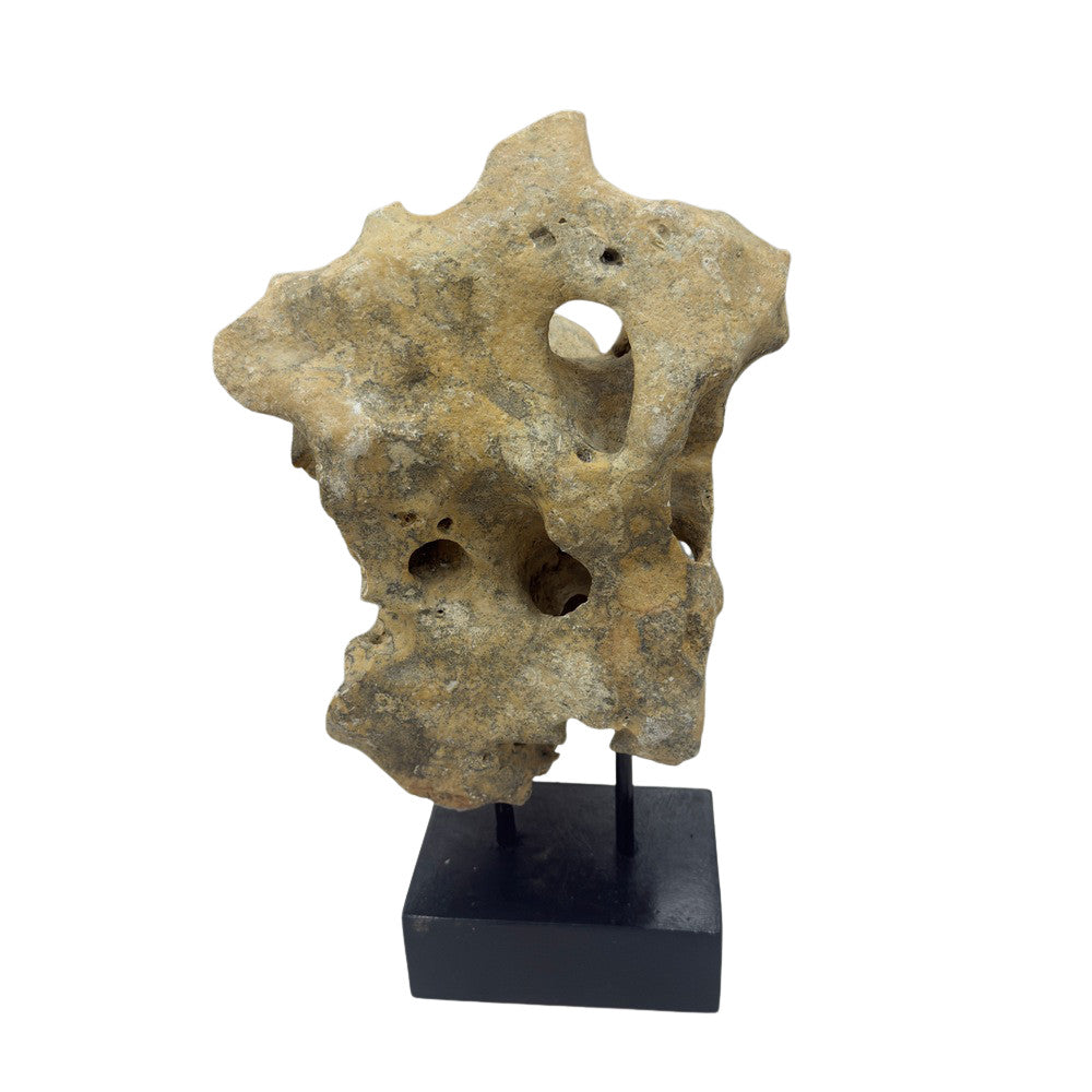 Indonesian Coral Stone On Teak Stand - Berbere Imports