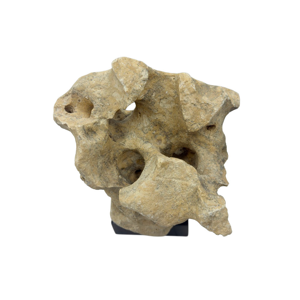 Indonesian Coral Stone On Teak Stand - Berbere Imports