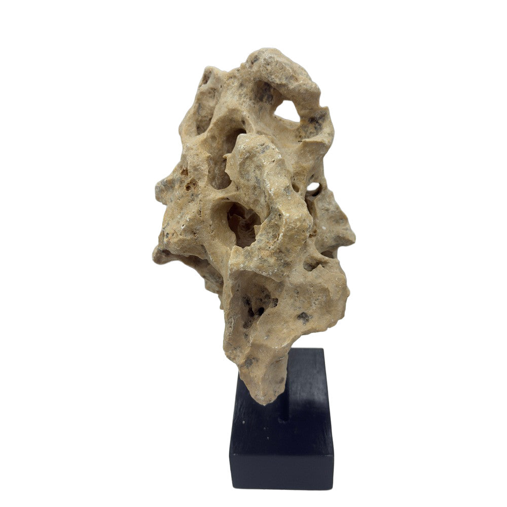 Indonesian Coral Stone On Teak Stand - Berbere Imports