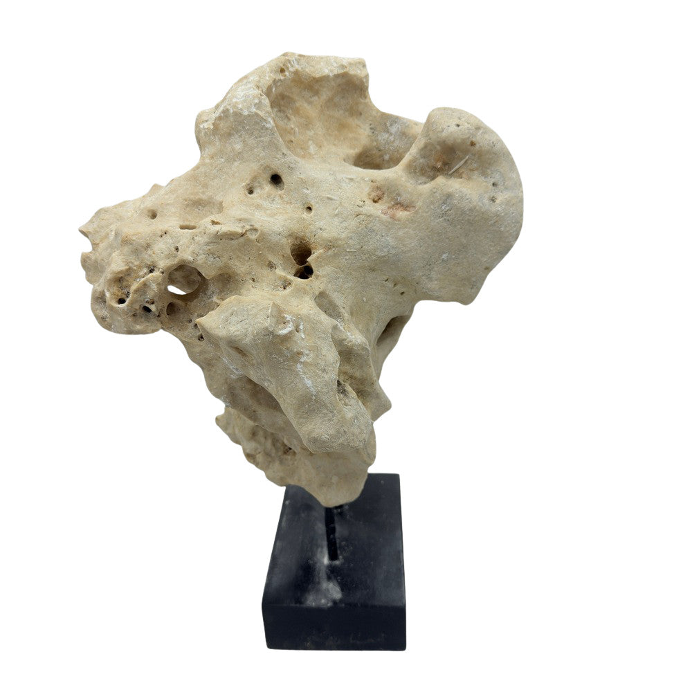 Indonesian Coral Stone On Teak Stand - Berbere Imports