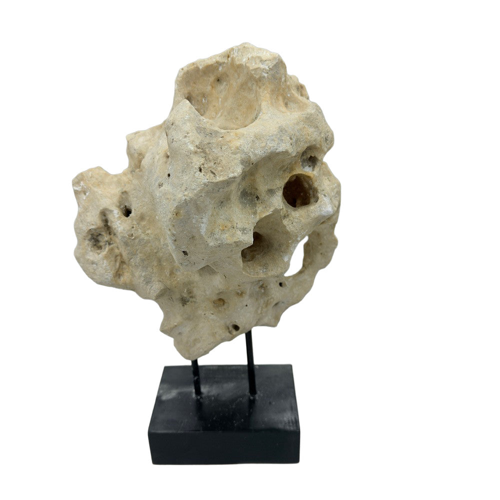 Indonesian Coral Stone On Teak Stand - Berbere Imports