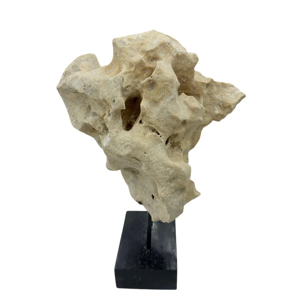 Indonesian Coral Stone On Teak Stand - Berbere Imports
