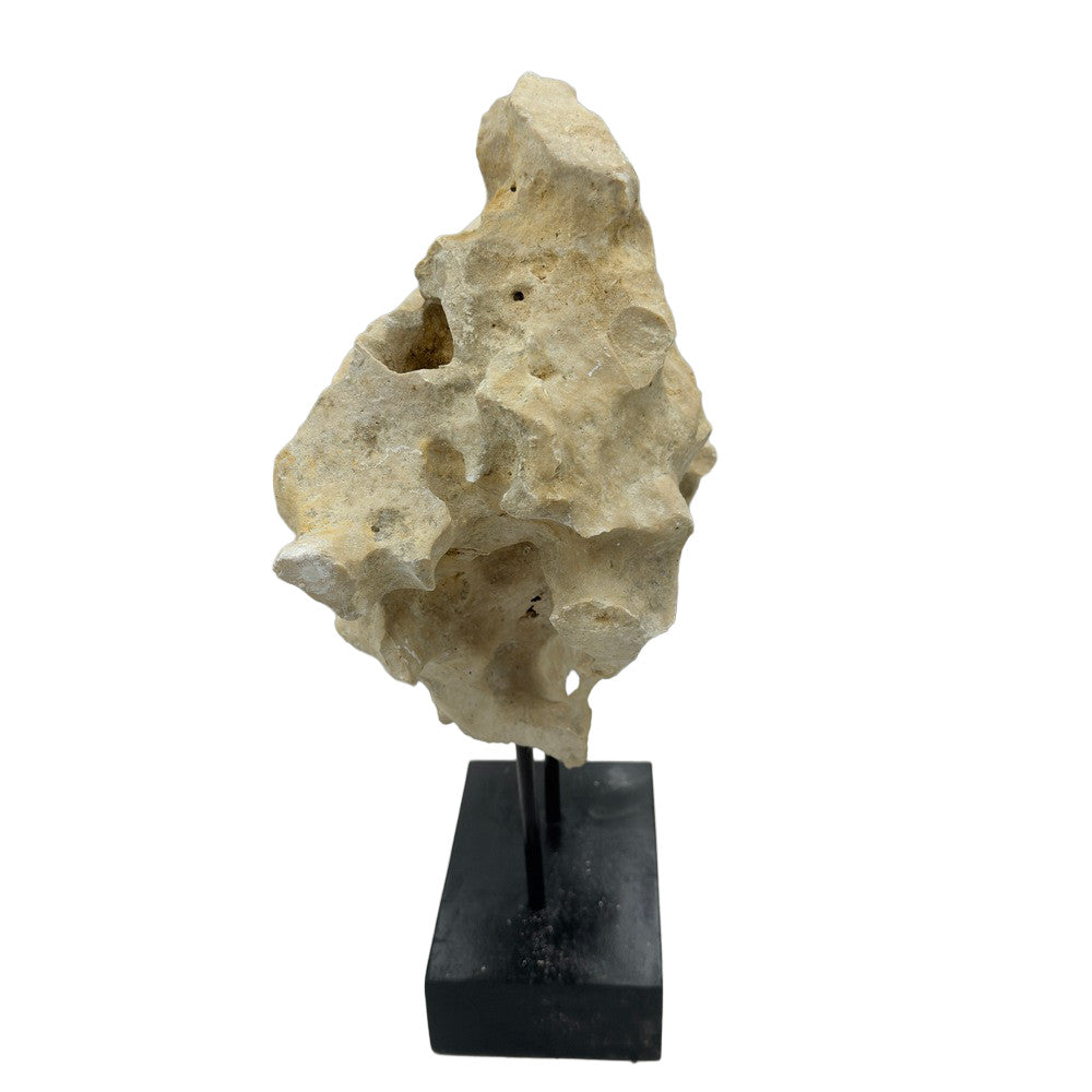 Indonesian Coral Stone On Teak Stand - Berbere Imports