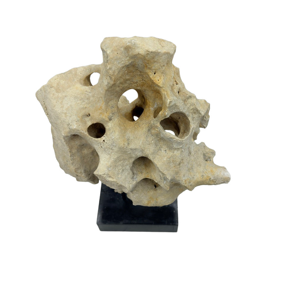 Indonesian Coral Stone On Teak Stand - Berbere Imports