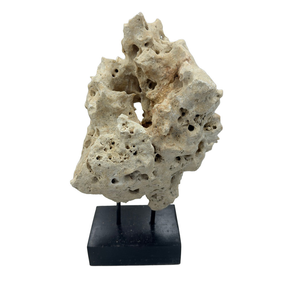 Indonesian Coral Stone On Teak Stand - Berbere Imports