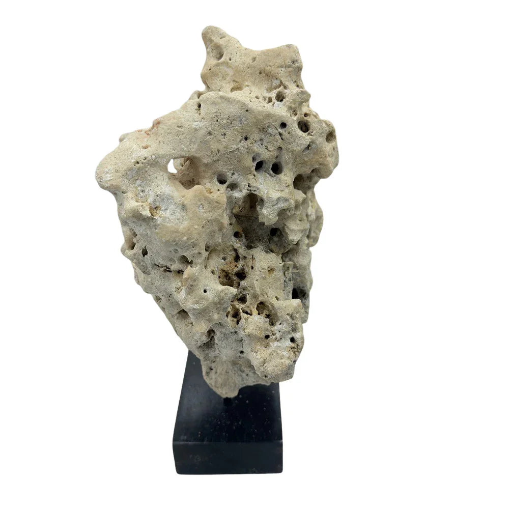 Indonesian Coral Stone On Teak Stand - Berbere Imports