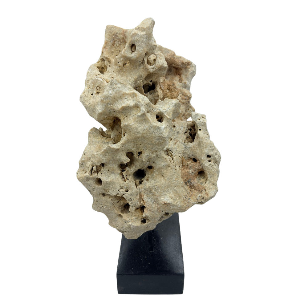Indonesian Coral Stone On Teak Stand - Berbere Imports
