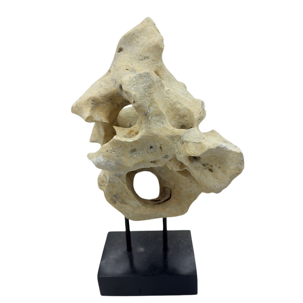 Indonesian Coral Stone On Teak Stand - Berbere Imports