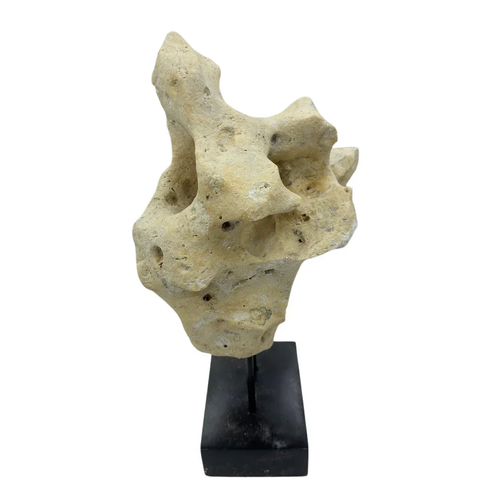 Indonesian Coral Stone On Teak Stand - Berbere Imports