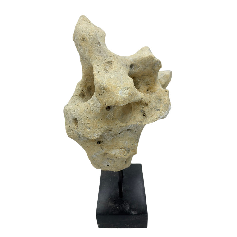 Indonesian Coral Stone On Teak Stand - Berbere Imports