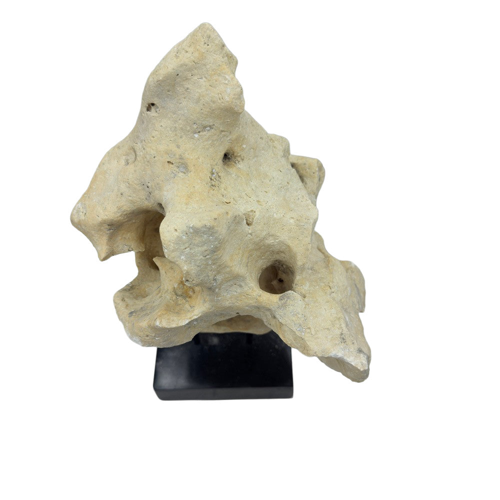 Indonesian Coral Stone On Teak Stand - Berbere Imports