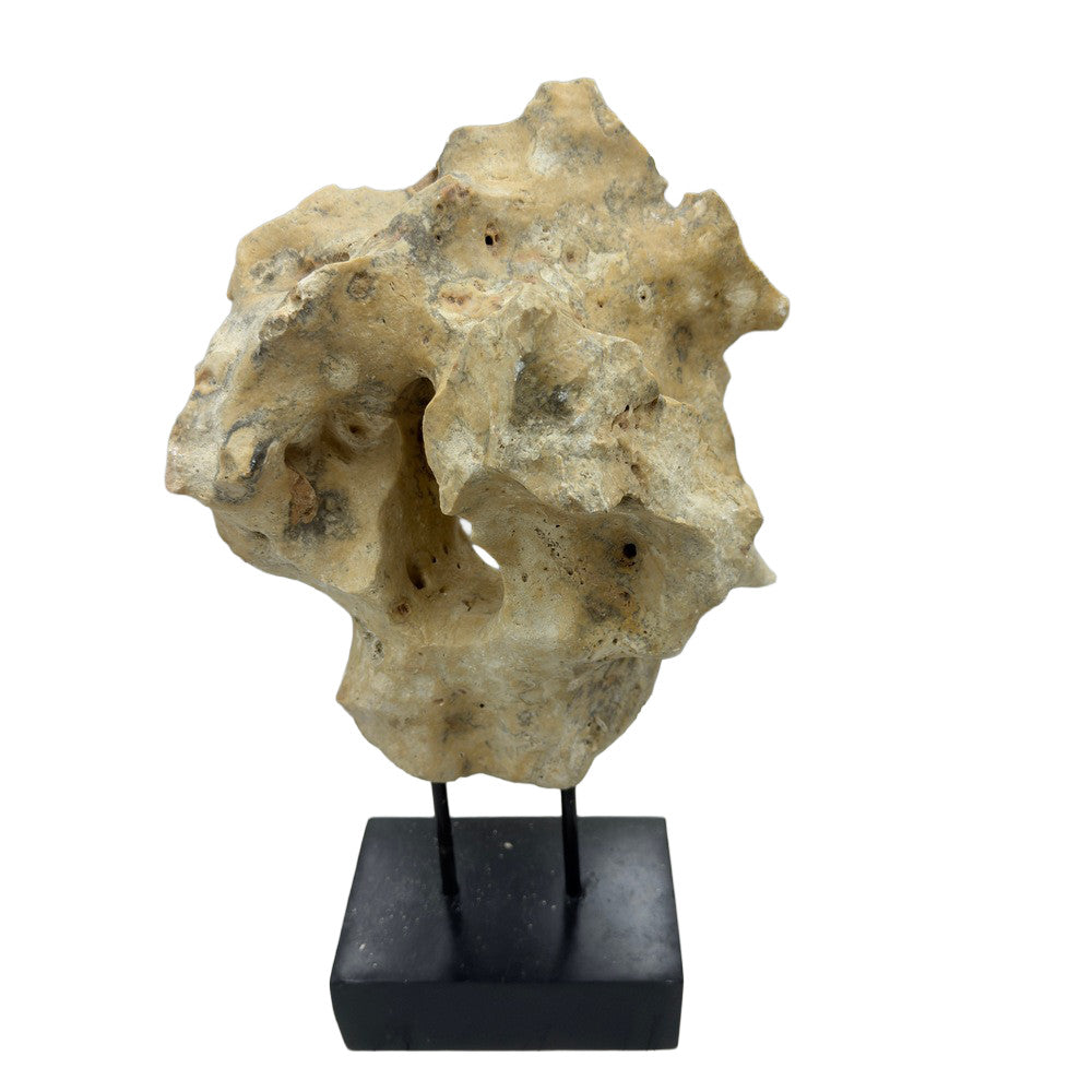 Indonesian Coral Stone On Teak Stand - Berbere Imports