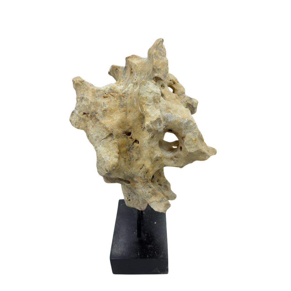 Indonesian Coral Stone On Teak Stand - Berbere Imports