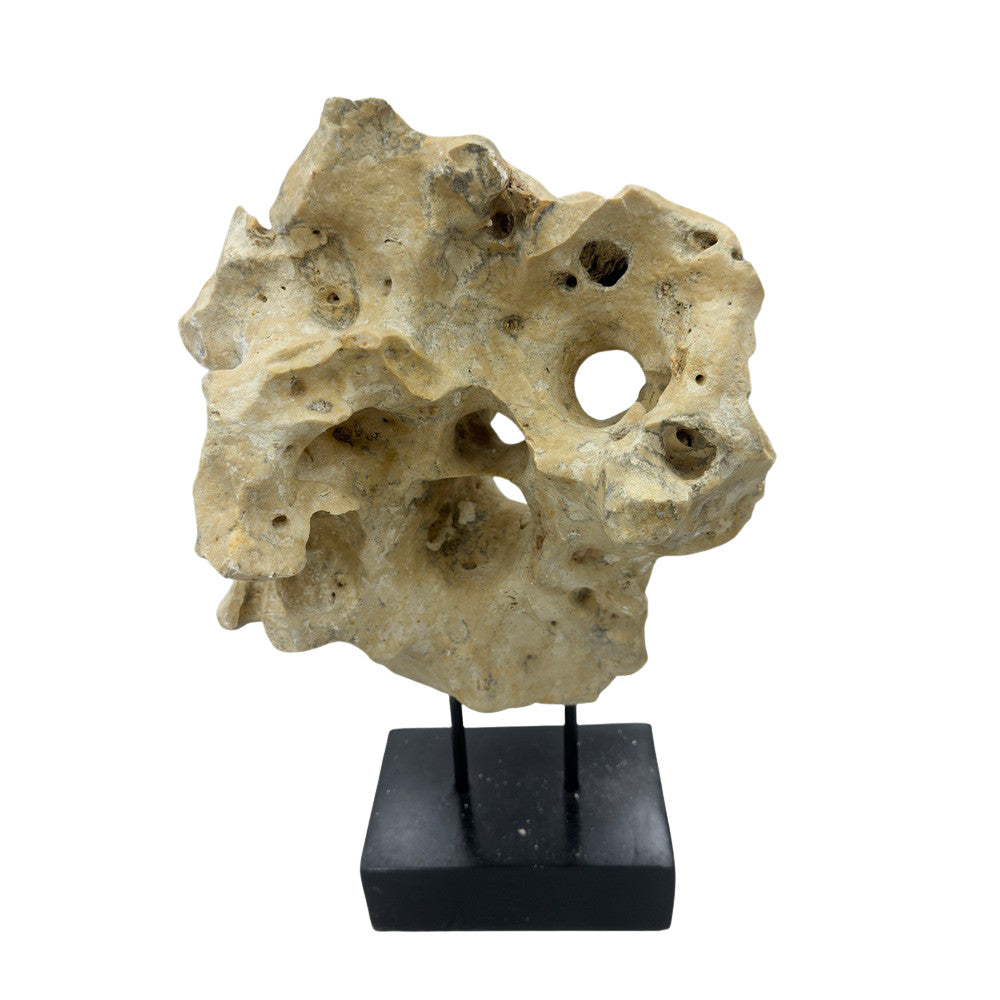 Indonesian Coral Stone On Teak Stand - Berbere Imports