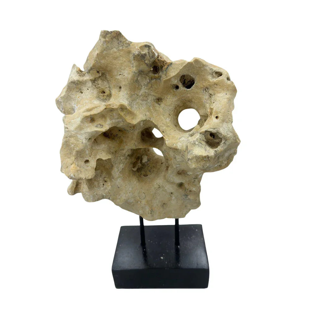 Indonesian Coral Stone On Teak Stand - Berbere Imports