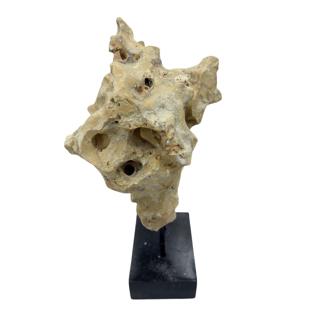 Indonesian Coral Stone On Teak Stand - Berbere Imports