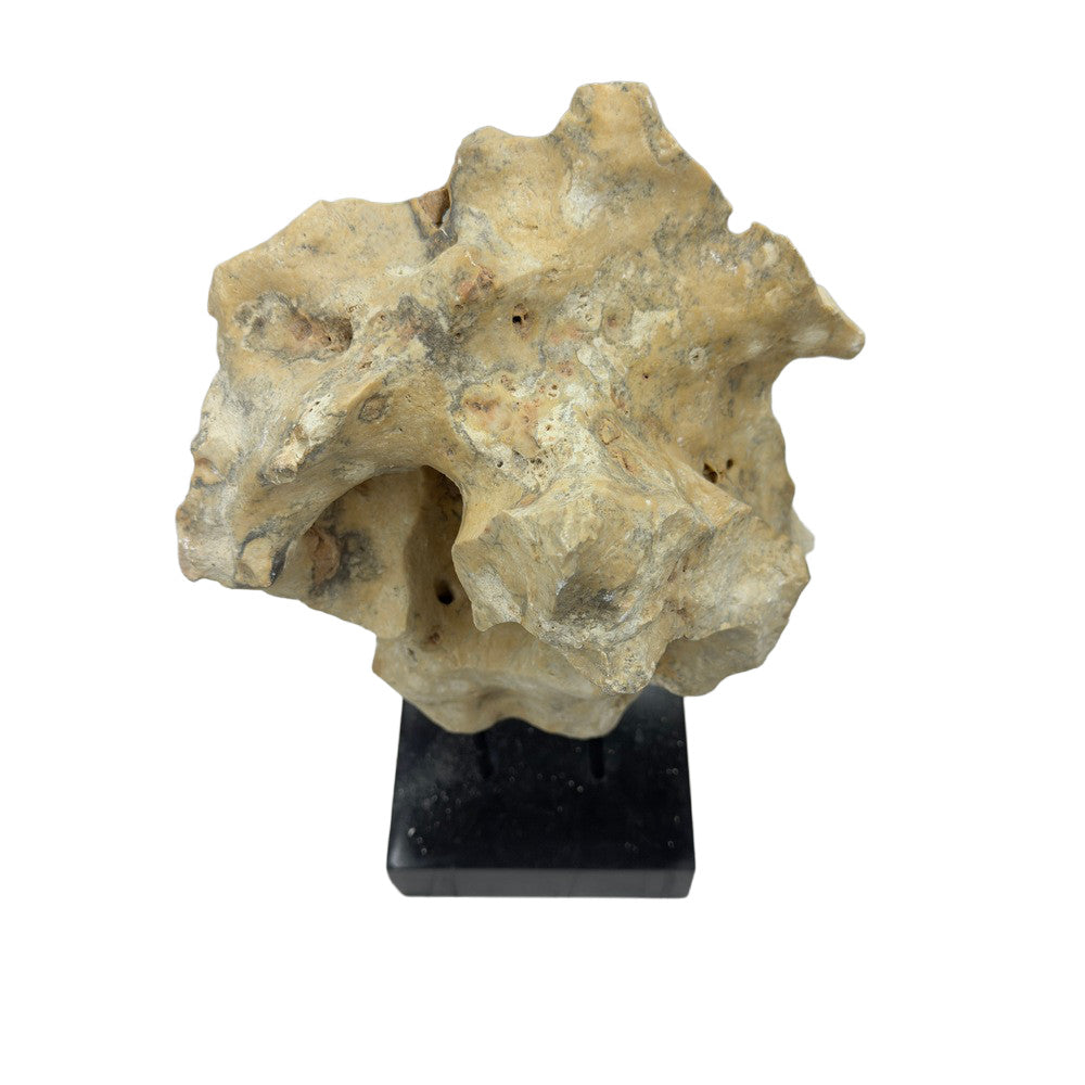 Indonesian Coral Stone On Teak Stand - Berbere Imports