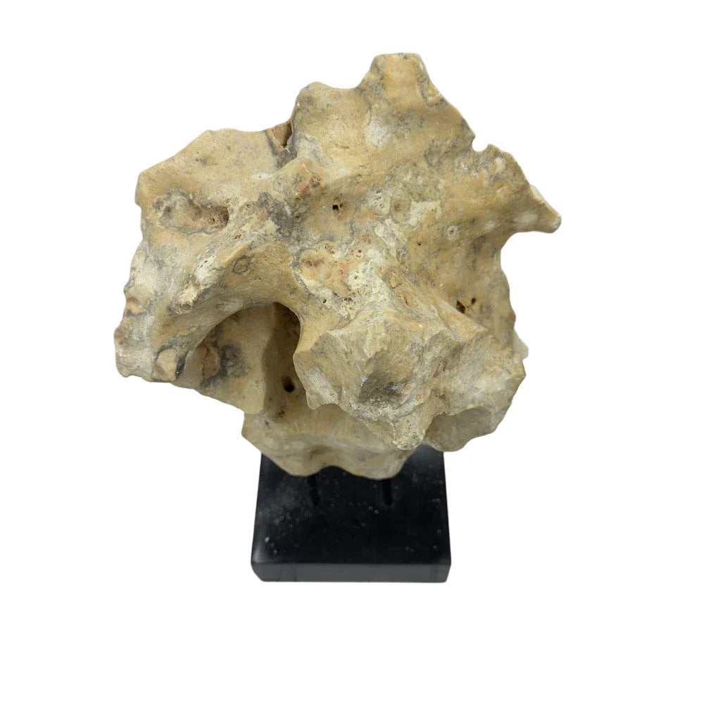 Indonesian Coral Stone On Teak Stand - Berbere Imports