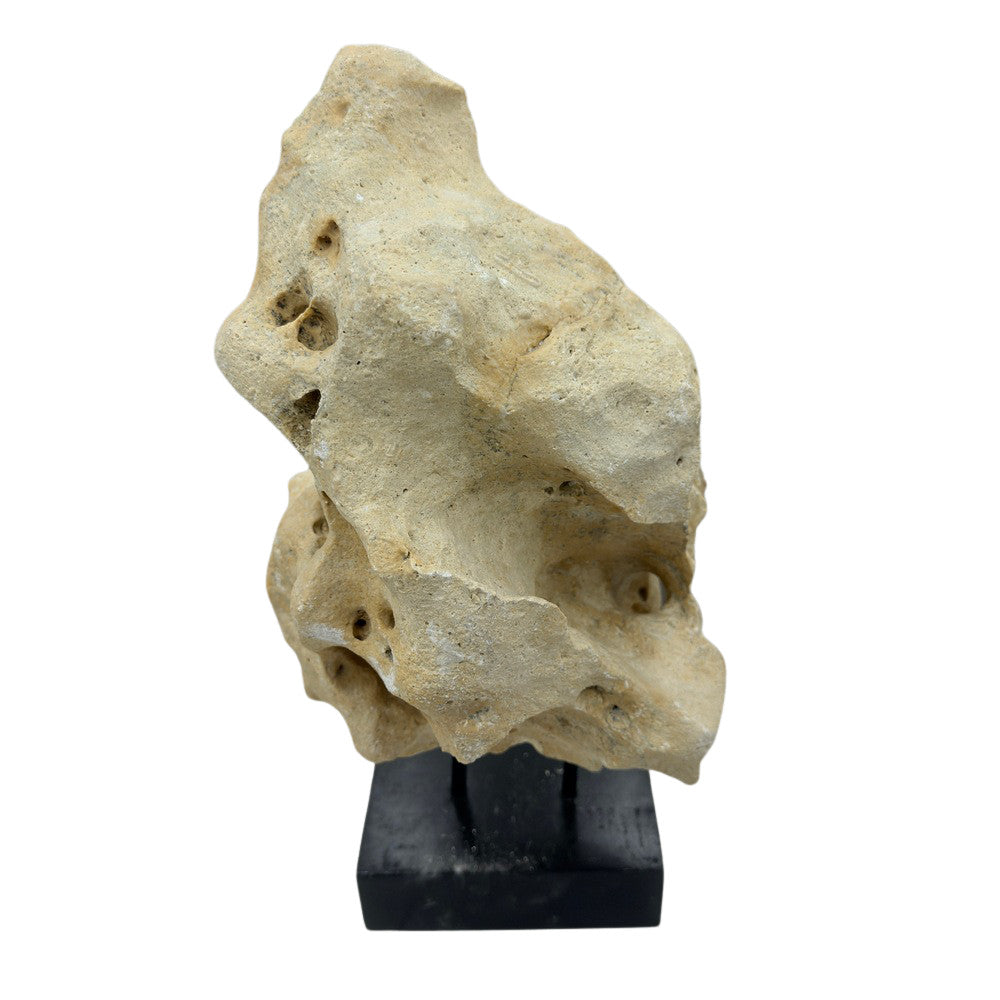 Indonesian Coral Stone On Teak Stand - Berbere Imports