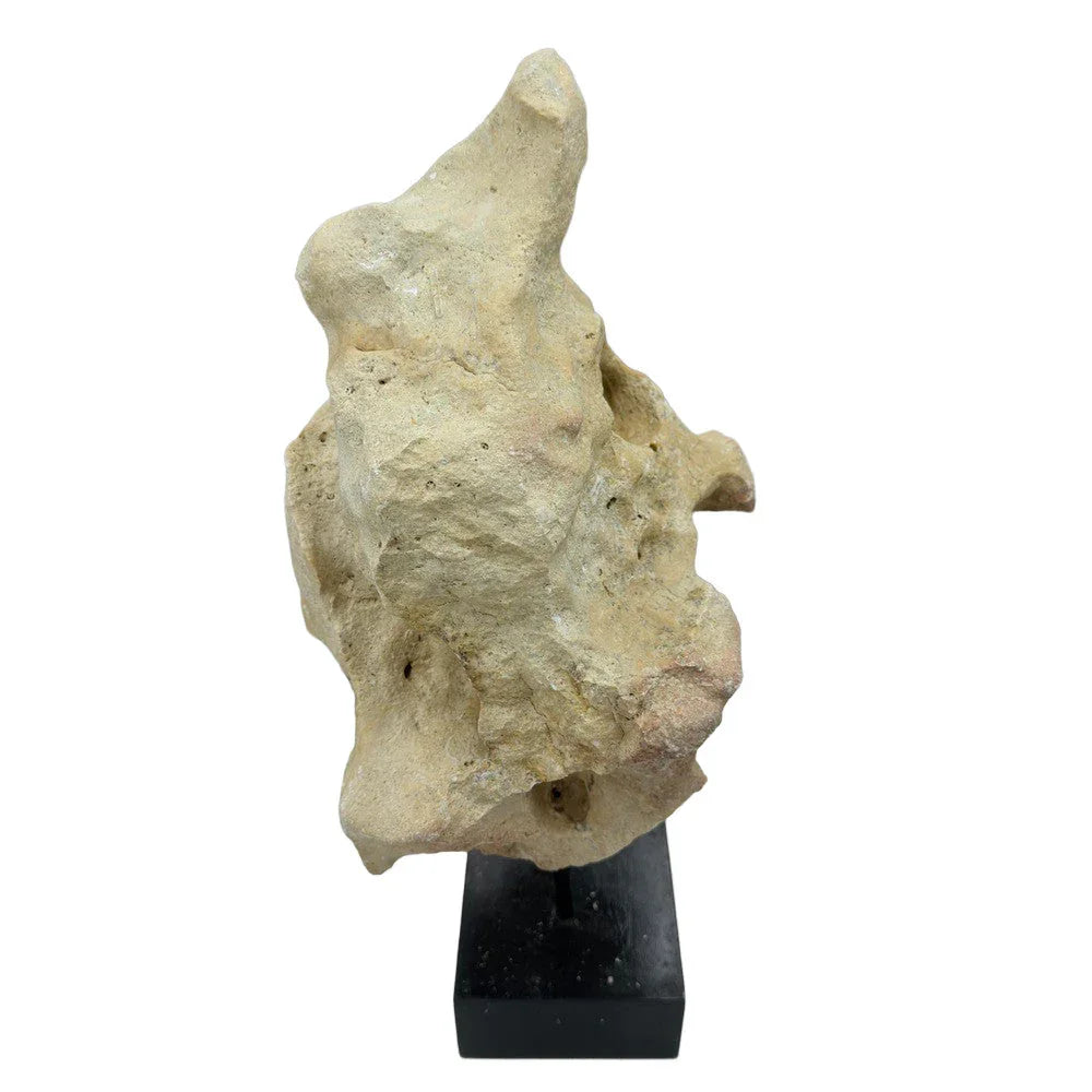 Indonesian Coral Stone On Teak Stand - Berbere Imports