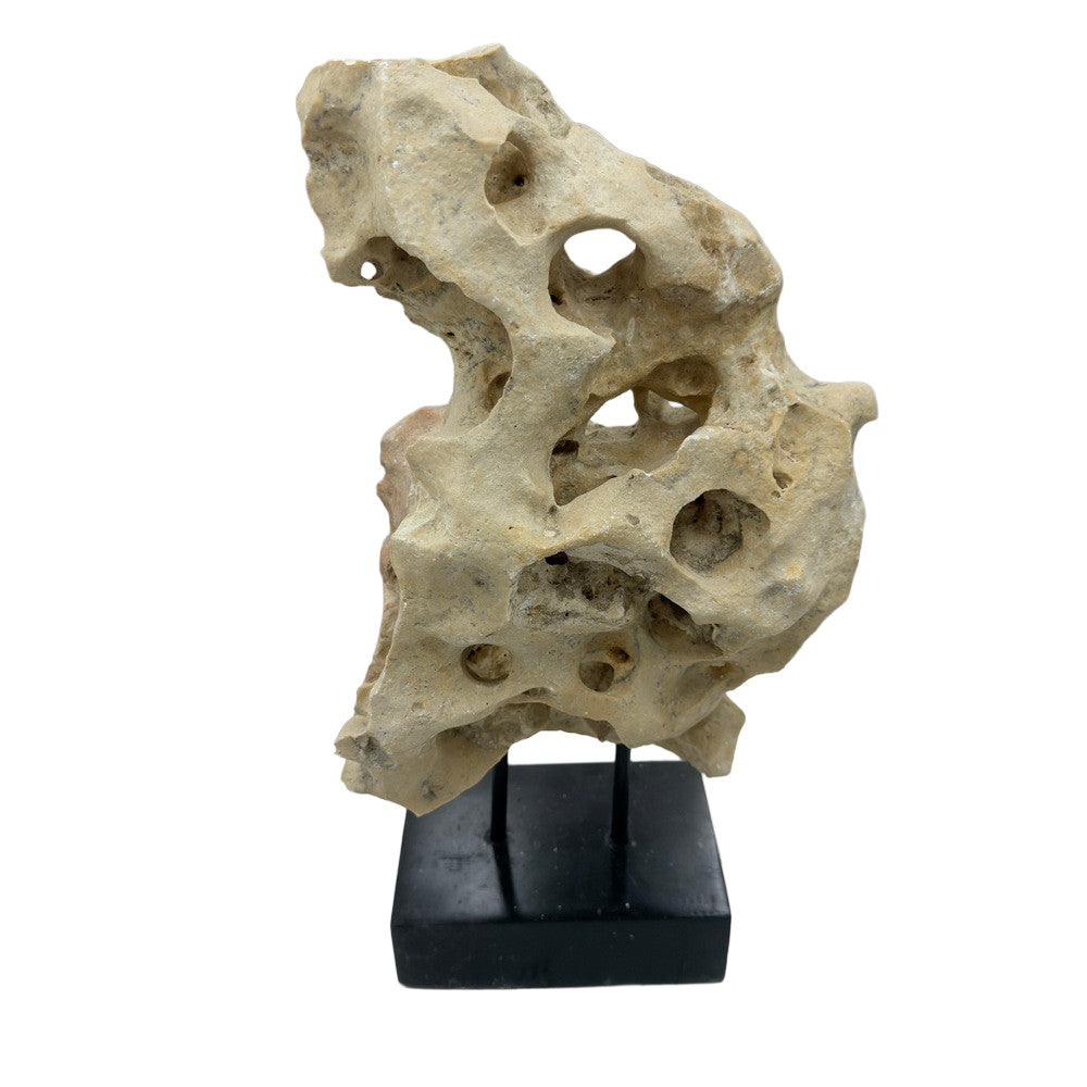 Indonesian Coral Stone On Teak Stand - Berbere Imports