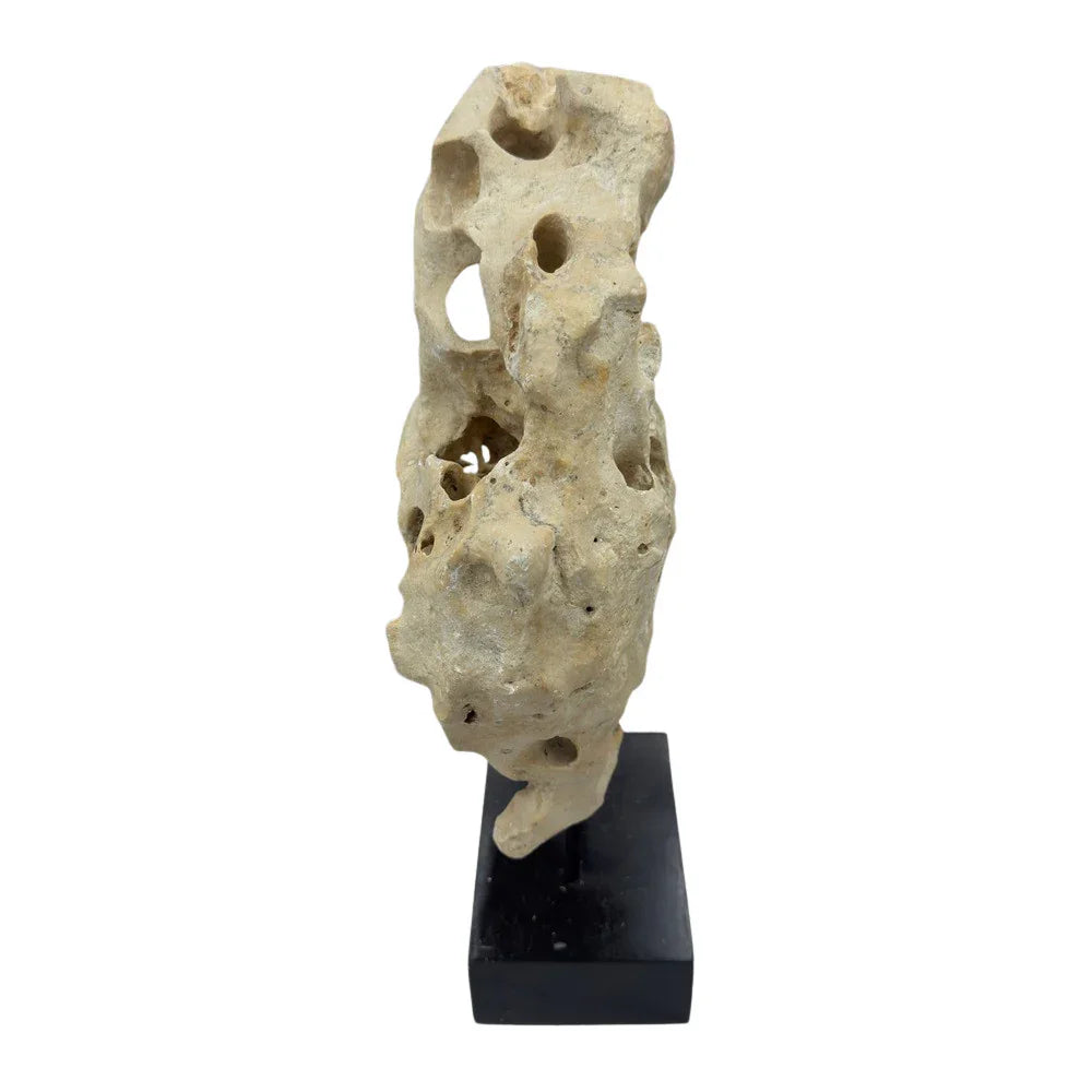 Indonesian Coral Stone On Teak Stand - Berbere Imports
