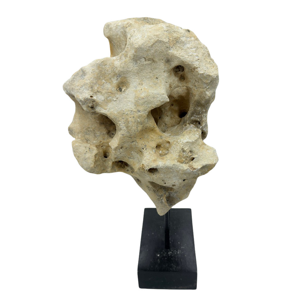 Indonesian Coral Stone On Teak Stand - Berbere Imports