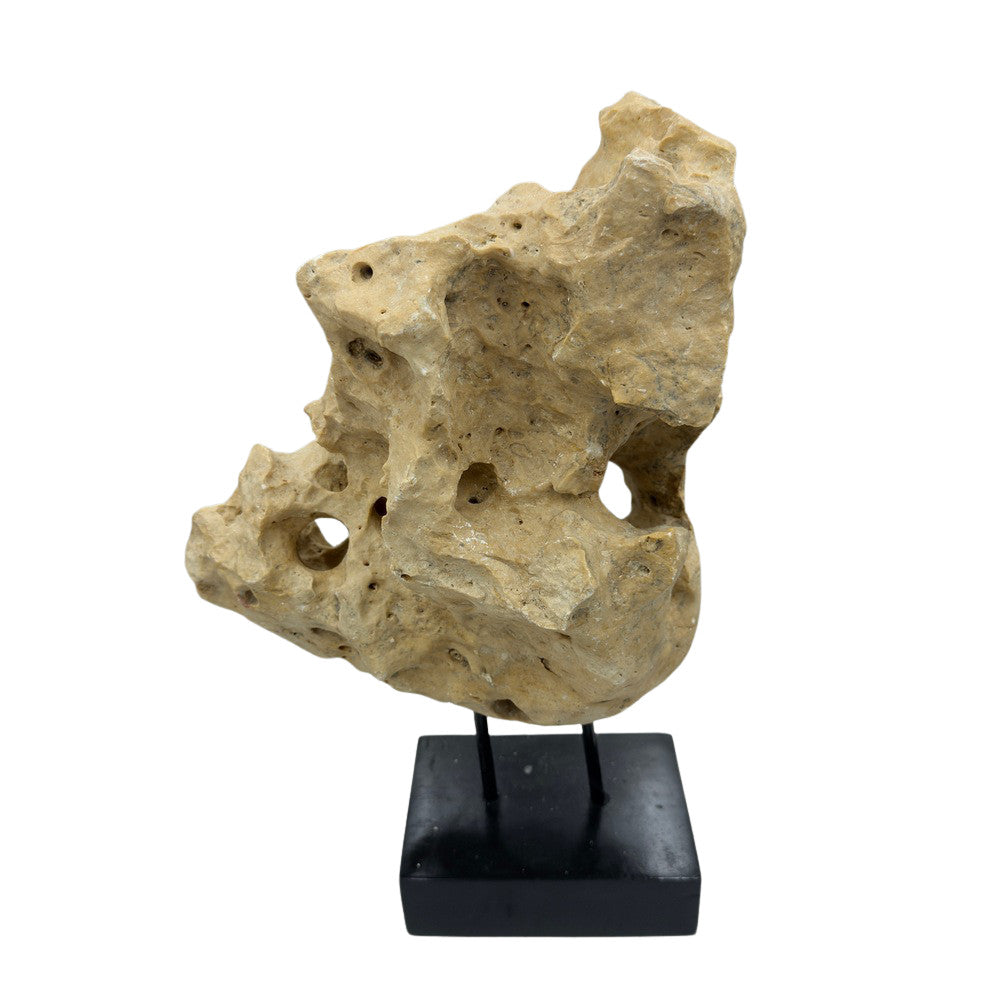 Indonesian Coral Stone On Teak Stand - Berbere Imports