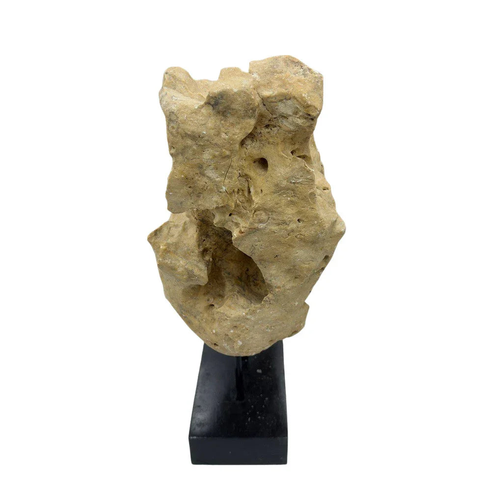 Indonesian Coral Stone On Teak Stand - Berbere Imports
