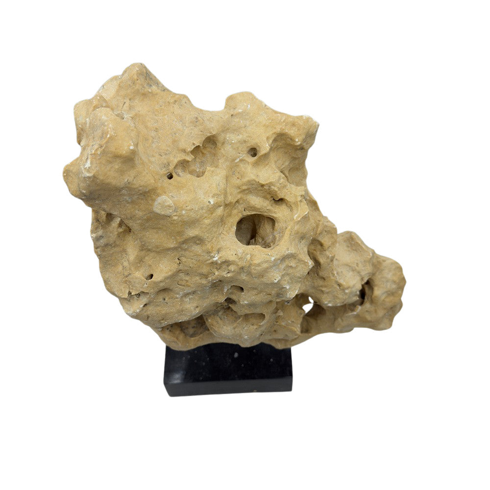 Indonesian Coral Stone On Teak Stand - Berbere Imports