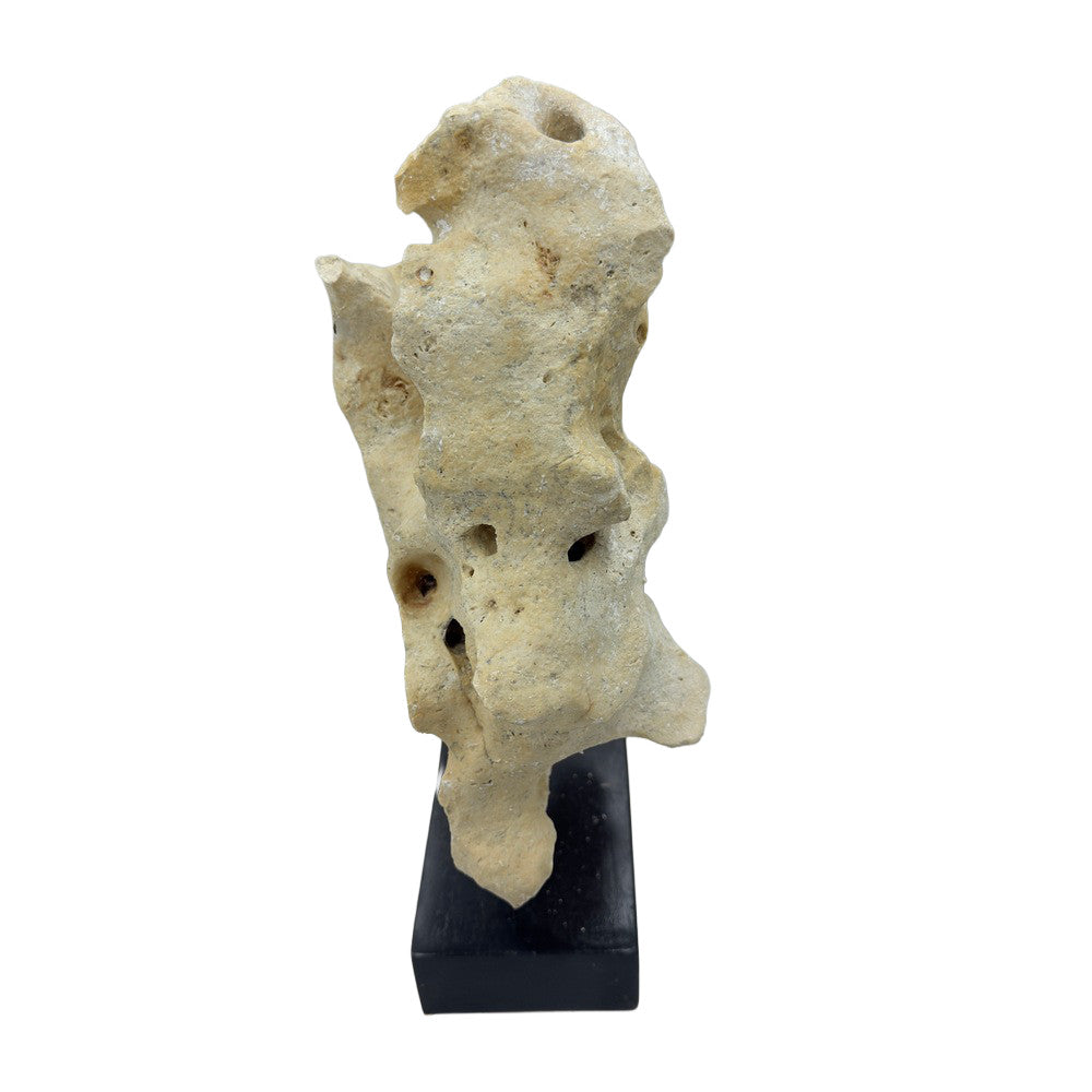 Indonesian Coral Stone On Teak Stand - Berbere Imports