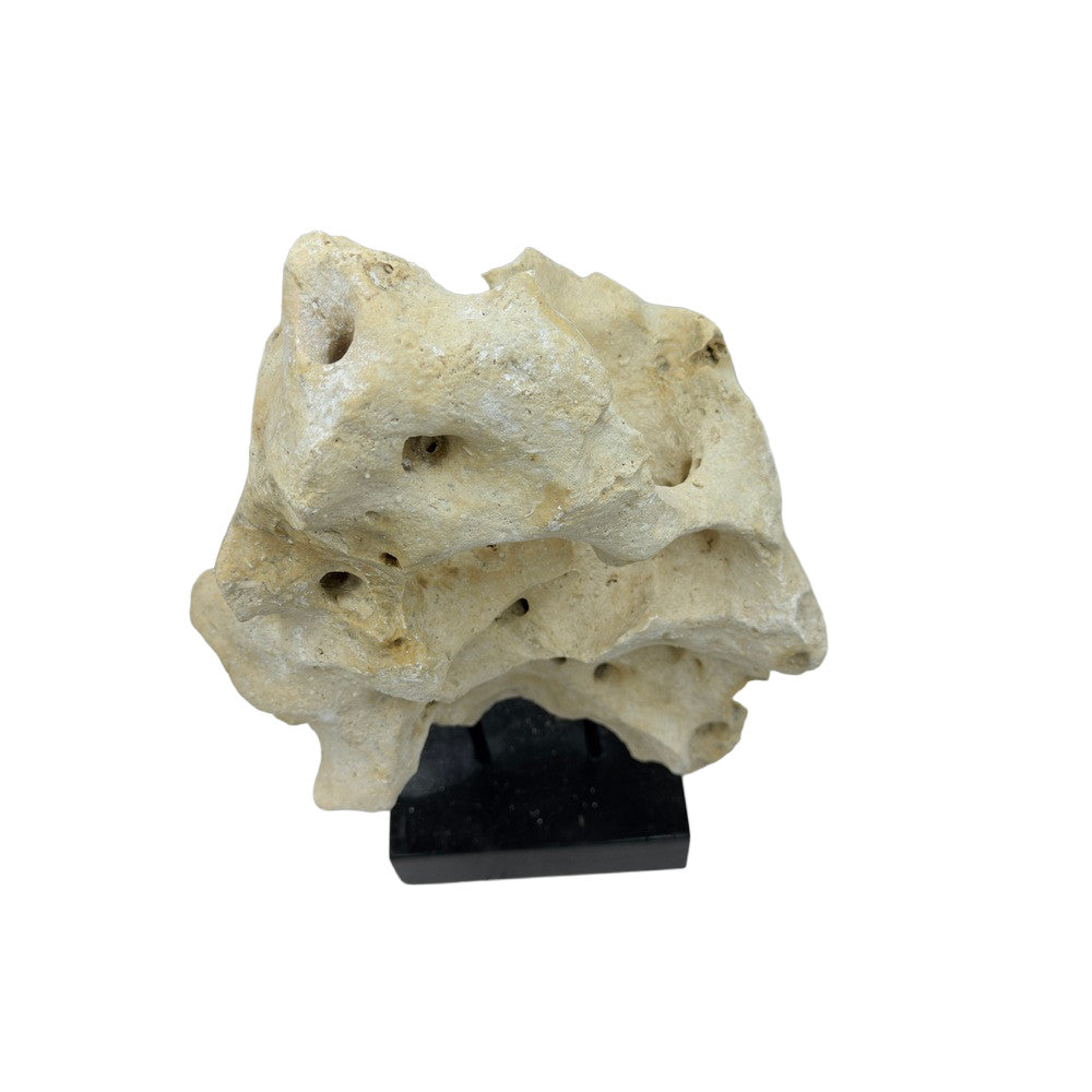 Indonesian Coral Stone On Teak Stand - Berbere Imports