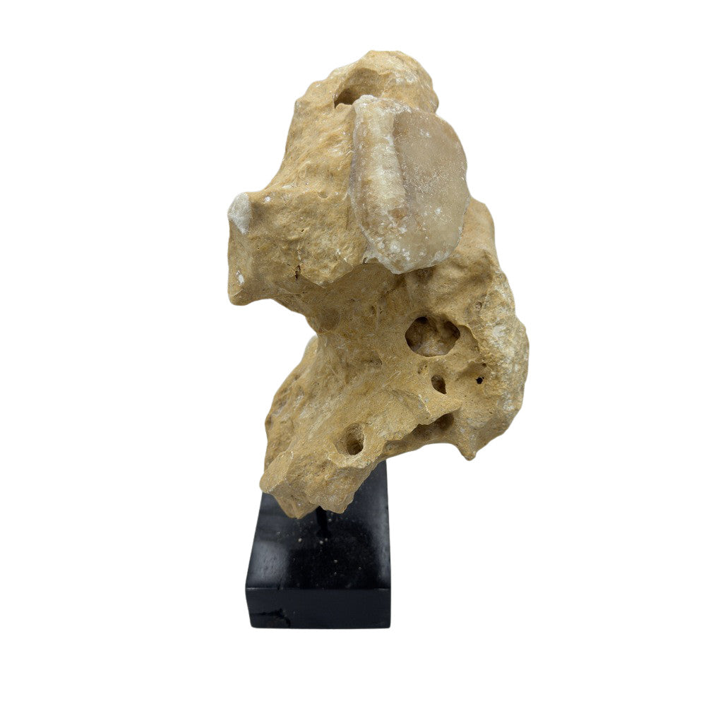 Indonesian Coral Stone On Teak Stand - Berbere Imports