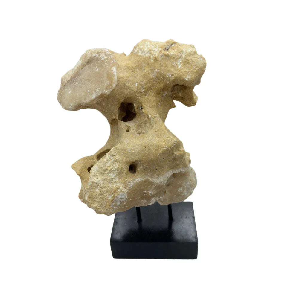 Indonesian Coral Stone On Teak Stand - Berbere Imports