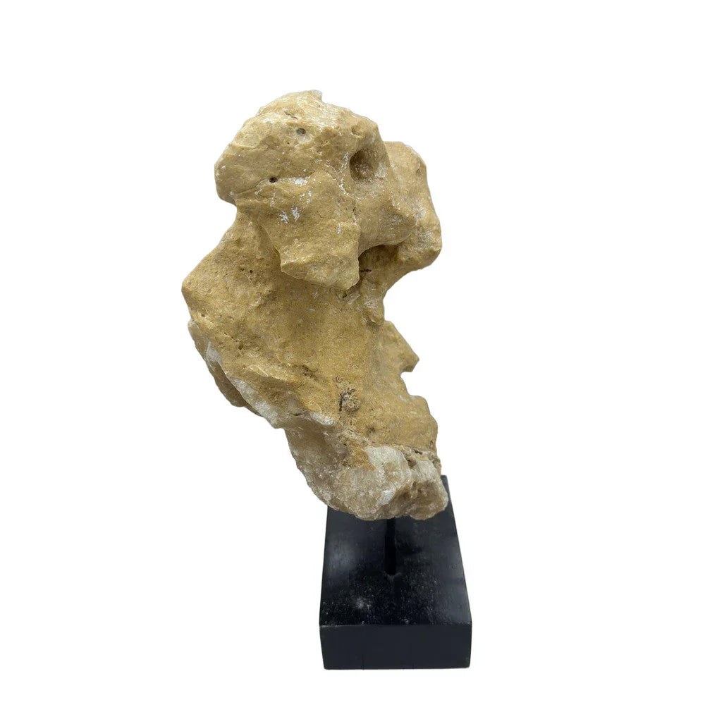 Indonesian Coral Stone On Teak Stand - Berbere Imports
