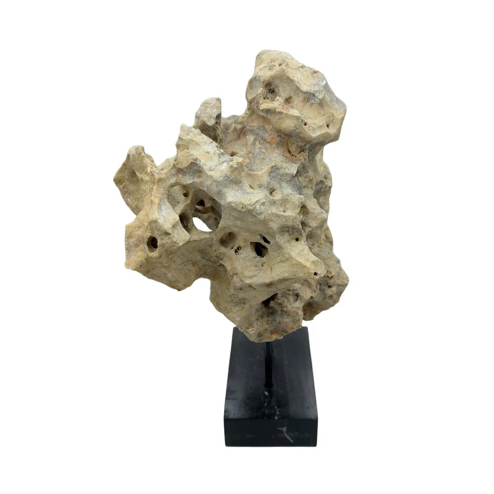 Indonesian Coral Stone On Teak Stand - Berbere Imports