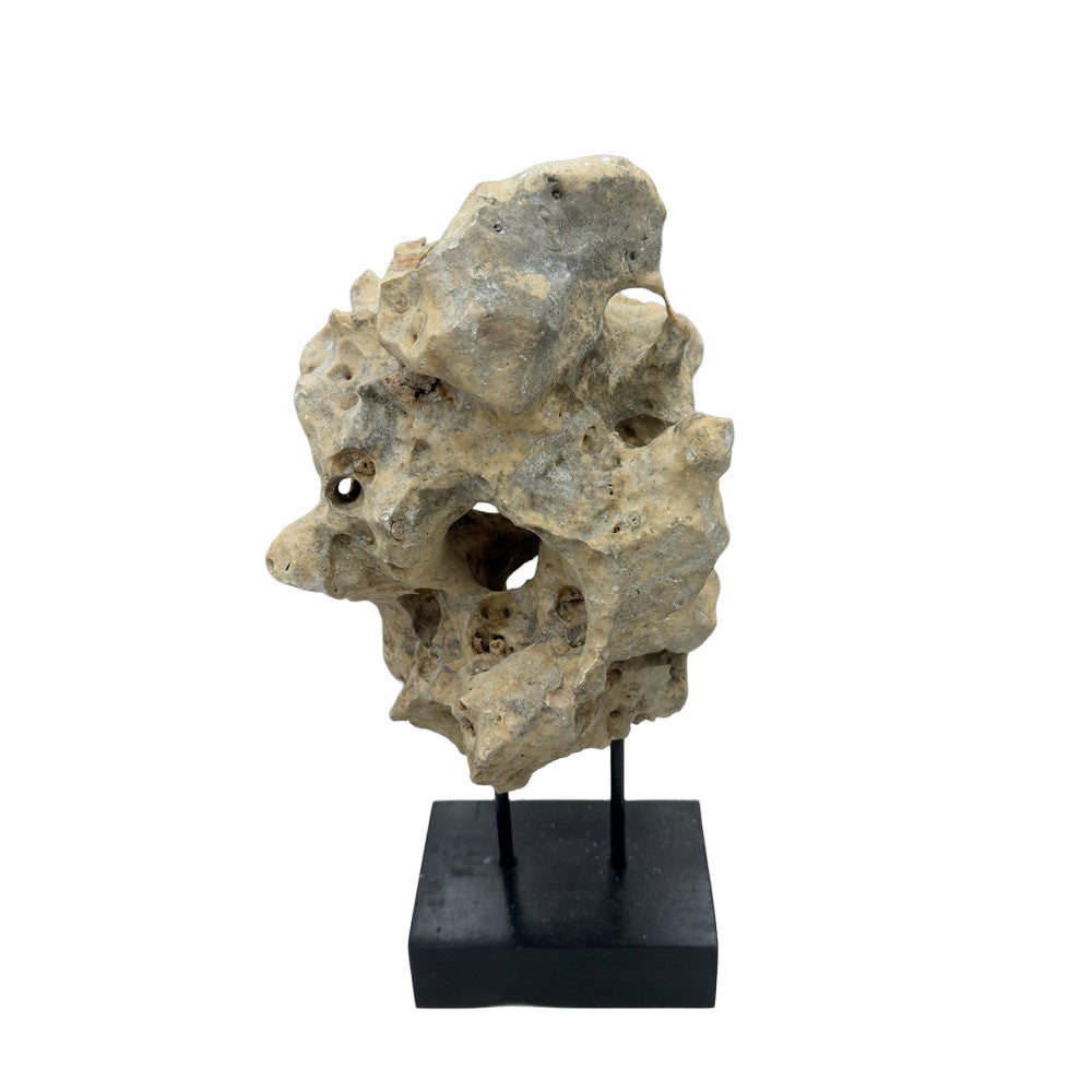 Indonesian Coral Stone On Teak Stand - Berbere Imports