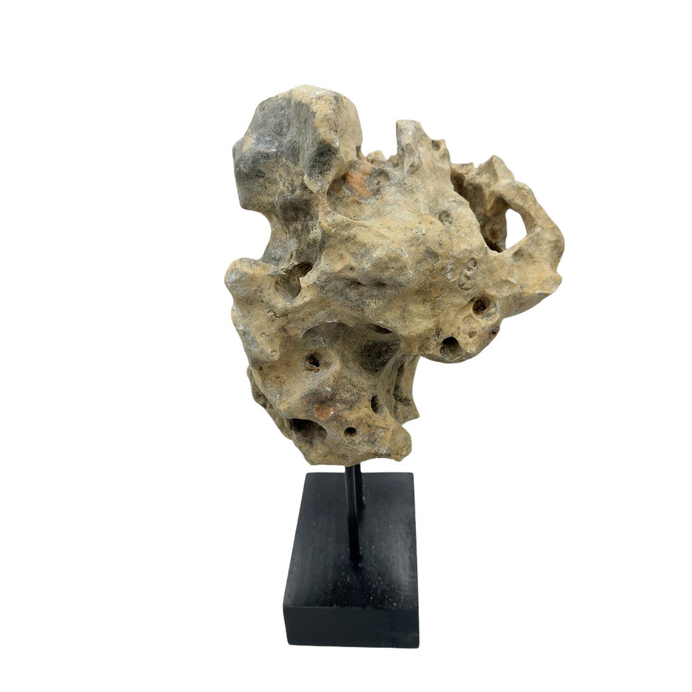 Indonesian Coral Stone On Teak Stand - Berbere Imports