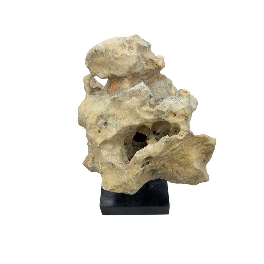 Indonesian Coral Stone On Teak Stand - Berbere Imports