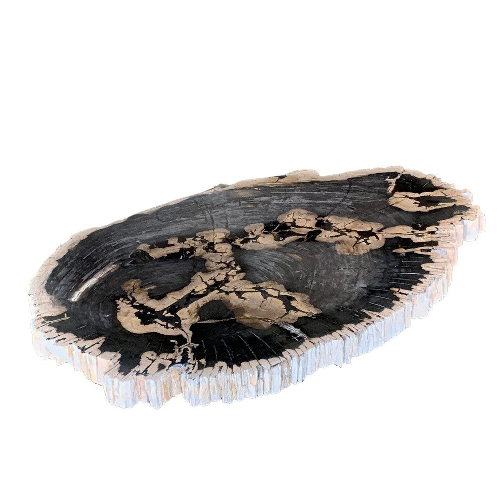 Petrified Wood Table Top - Berbere Imports